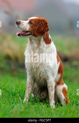 Bretagne. Erwachsene sitzen auf Rasen Stockfoto