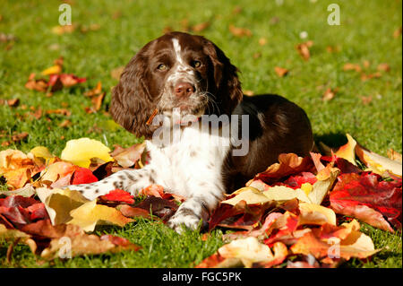 Englisch Springer Spaniel. Welpe auf Herbst liegen lässt. Deutschland Stockfoto