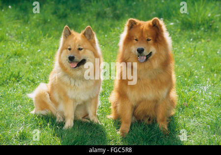 Eurasier, Eurasier. Zwei Erwachsene Hunde auf einer Wiese sitzen. Deutschland Stockfoto