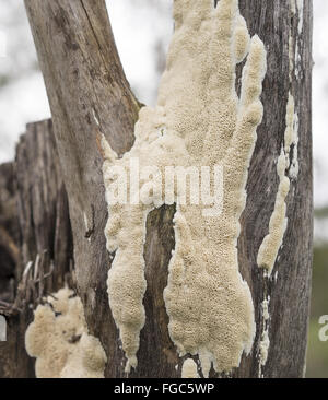 Großen Fruchtkörper des australischen Polypore Pilz wächst auf Spotted Gum Eukalyptus stumpf nach Regen Stockfoto