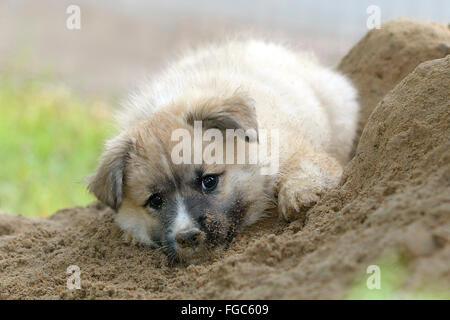 Islandhund. Welpen auf einem Hügel liegen. Deutschland Stockfoto