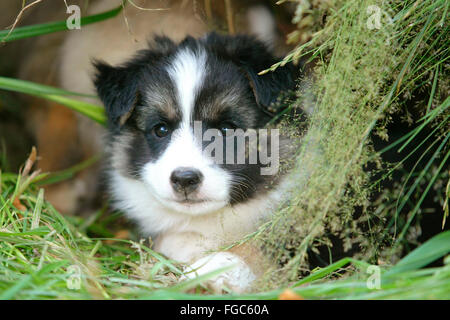 Islandhund. Welpen, die versteckt zwischen Pflanzen. Deutschland. Stockfoto