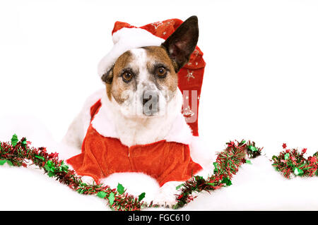 Jack-Russell-Terrier. Erwachsener Hund gekleidet in ein Weihnachtsmann-Kostüm, liegen. Studio Bild vor einem weißen Hintergrund. Deutschland Stockfoto