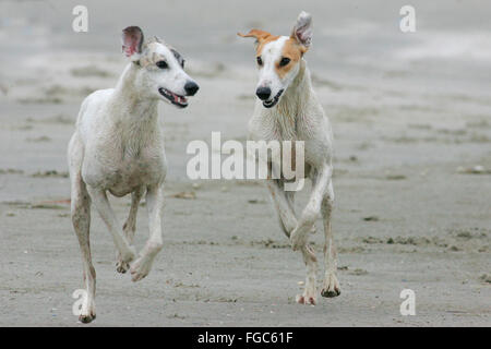 Magyar Agar. Zwei Erwachsene am Strand laufen. Deutschland Stockfoto