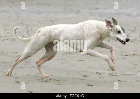 Magyar Agar. Zwei Erwachsene am Strand laufen. Deutschland Stockfoto