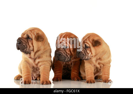 Jack-Russell-Terrier. Drei Welpen sitzen nebeneinander. Studio Bild vor einem weißen Hintergrund. Deutschland Stockfoto