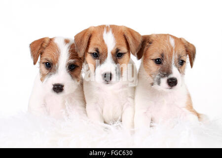 Parson-Russell-Terrier. Drei Welpen sitzen nebeneinander. Studio Bild vor einem weißen Hintergrund. Deutschland Stockfoto