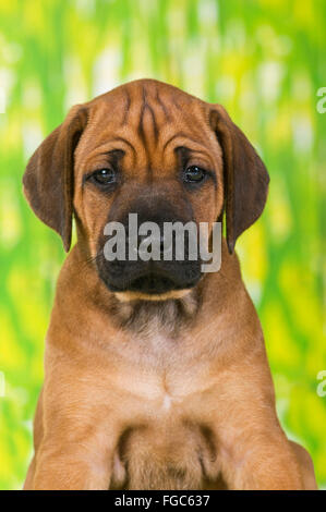 Rhodesian Ridgeback. Porträt eines Welpen. Deutschland Stockfoto