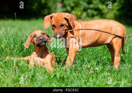 Rhodesian Ridgeback. Zwei Welpen auf einer Wiese, mit einem Stock spielen. Deutschland Stockfoto