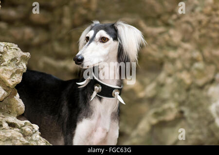 Saluki, persischer Windhund. Porträt des erwachsenen Hundes. Deutschland Stockfoto