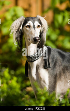 Saluki, persischer Windhund. Porträt des erwachsenen Hundes. Deutschland Stockfoto