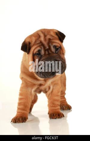 Jack-Russell-Terrier. Welpe, stehend, frontal gesehen. Studio Bild vor einem weißen Hintergrund. Deutschland Stockfoto
