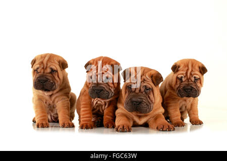 Jack-Russell-Terrier. Vier Welpen sitzen nebeneinander. Studio Bild vor einem weißen Hintergrund. Deutschland Stockfoto