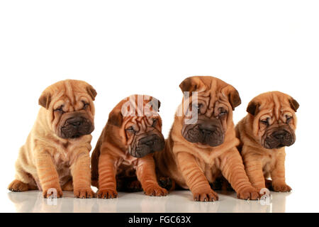 Jack-Russell-Terrier. Vier Welpen sitzen nebeneinander. Studio Bild vor einem weißen Hintergrund. Deutschland Stockfoto