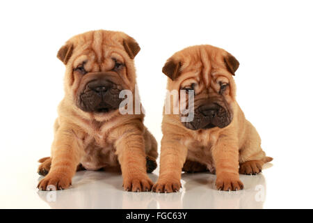 Jack-Russell-Terrier. Zwei Welpen sitzen nebeneinander. Studio Bild vor einem weißen Hintergrund. Deutschland Stockfoto