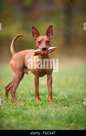 Zwergpinscher. Erwachsener Hund stehend auf dem Rasen während des Tragens einer Spielzeugs im Maul. Studio Bild vor einem weißen Hintergrund. Deutschland Stockfoto