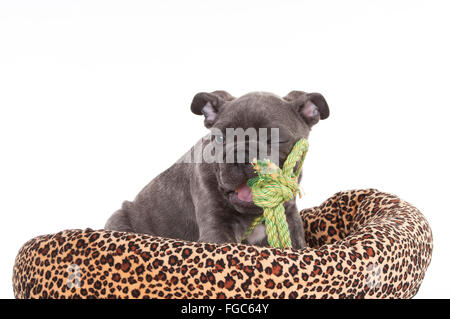 Französische Bulldogge. Schwarze Welpen (9 Wochen alt) mit einem Seil im Maul, sitzen in einem Tierbett, Studio Bild. Deutschland Stockfoto