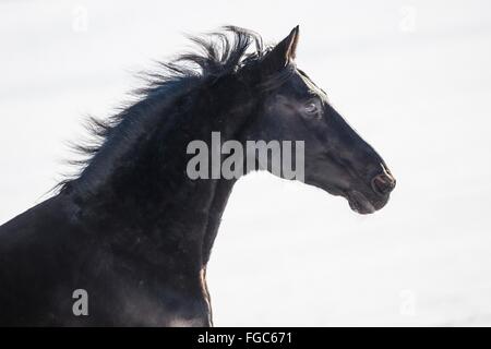 Schwedische Warmblut. Porträt des schwarzen Wallach im Winter. Deutschland Stockfoto