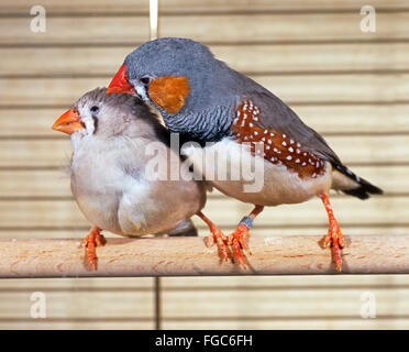 Zebrafinken (Taeniopygia Guttata). Paar auf einen Barsch, putzen. Deutschland Stockfoto