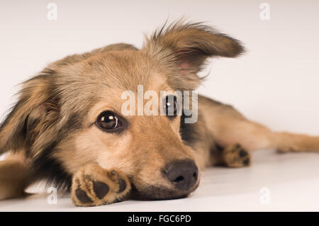 Mischling Hund Portrait im studio Stockfoto