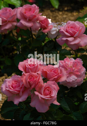 Rose, Rosa, Englische Fräulein Stockfoto