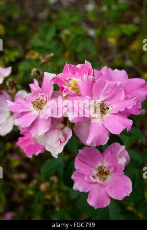 Rose, Rosa, FUNNY FACE Stockfoto