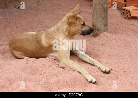 Leicht braun gefärbten Mischling liegt Hund auf rotem Sand Stockfoto