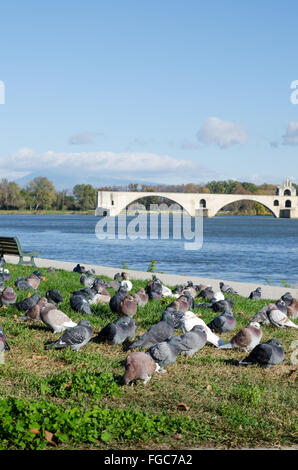 Tauben an den Ufern der Rhone in der Nähe von St. Benezet Brücke / Pont d ' Avignon, Avignon, Provence Region, Frankreich Stockfoto