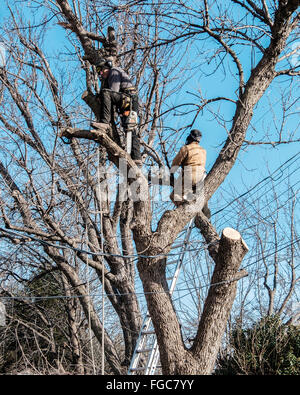 Ein Baum entfernen Crew schneidet eine große Asche Baum von hinten einen Wohnsitz in Oklahoma City, Oklahoma, USA. Stockfoto