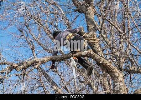 Ein Mann arbeitet für einen Baum schneiden Crew beginnt eine Esche Abholzen von hinten einen Wohnsitz in Oklahoma City, Oklahoma, USA. Stockfoto