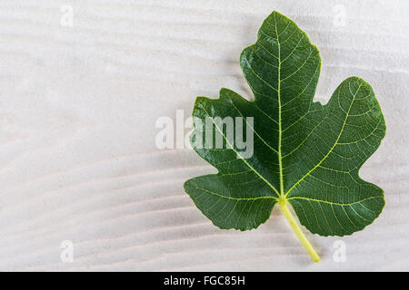 Feigen-Leaf Maple Leaf ähnlich Stockfoto