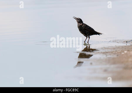 Star (Sturnus Vulgaris) Erwachsenen Trinken von Wasser in einem flachen Kratzen auf der Isle of Sheppey in Kent. September. Stockfoto