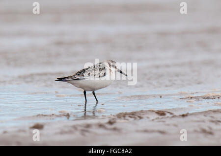 Sanderling (Calidris Alba) Erwachsenen waten im seichten Wasser am Rand des Humber Mündung bei Spurn Point, East Yorkshire. Septem Stockfoto