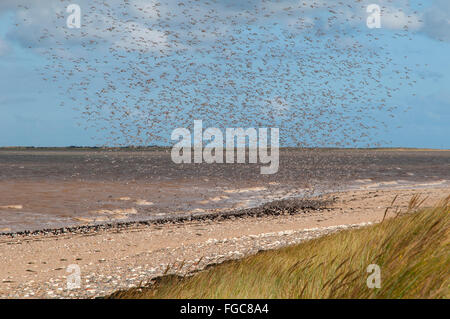 Eine große Herde von Knoten (Calidris Canutus) kommen, um land neben eine kleine Herde von Austernfischer (Haematopus Ostralegus) auf eine Stockfoto