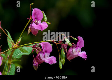 Blüten und Samenkapseln der invasive Pflanze Drüsige Springkraut (Impatiens Glandulifera) blühen im Naturreservat Wheldrake Ings, Stockfoto
