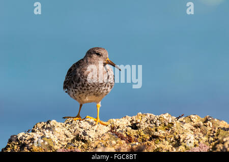 Meerstrandläufer (Calidris Maritima) Erwachsenen thront auf den Felsen von Filey Brigg in North Yorkshire. September. Stockfoto