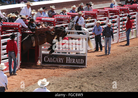 Calgary Stampede bucking Horse und Cowboy Calgary Herald Greatest Show On Earth-rodeo Stockfoto