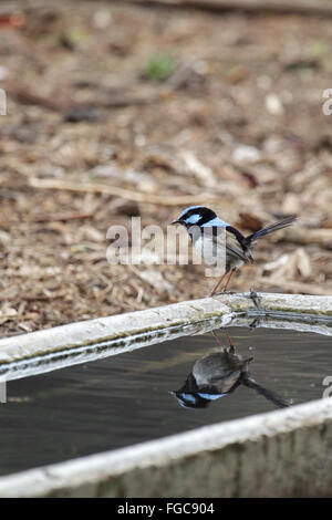 Männliche hervorragende Fairy-Zaunkönig (Malurus Cyaneus) in der Tower Hill Wildlife Reserve in der Nähe von Warrnambool, Victoria, Australien. Stockfoto