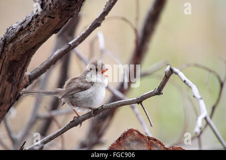 Weibliche hervorragende Fairy-Zaunkönig (Malurus Cyaneus) singen in einem Busch in der Tower Hill Wildlife Reserve in der Nähe von Warrnambool, Victoria, Aust Stockfoto