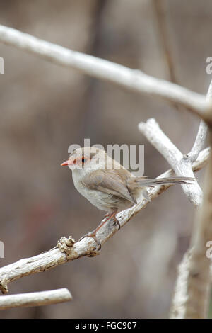 Weibliche hervorragende Fairy-Zaunkönig (Malurus Cyaneus) in der Tower Hill Wildlife Reserve in der Nähe von Warrnambool, Victoria, Australien. Stockfoto