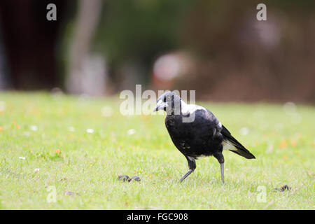 Australische Elster (Cracticus Tibicen) in der Tower Hill Wildlife Reserve in der Nähe von Warrnambool, Victoria, Australien. Stockfoto