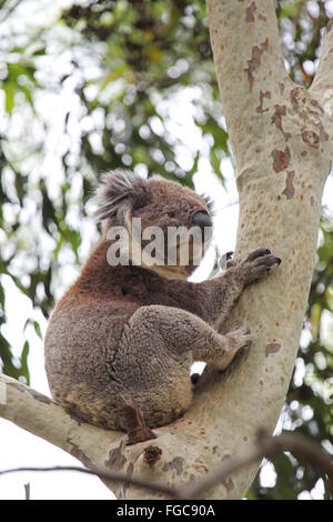 Koala (Phascolarctos Cinereus) sitzt auf einem Baum in der Tower Hill Wildlife Reserve in der Nähe von Warrnambool, Victoria, Australien. Stockfoto