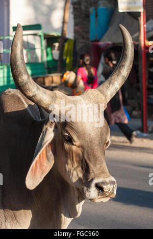 Riesige Hörner des Heiligen Heiligen Kuh stehend in der Mitte der Straße in Stadt Ahmedabad, Bundesstaat Gujarat, Indien, Asien. Stockfoto