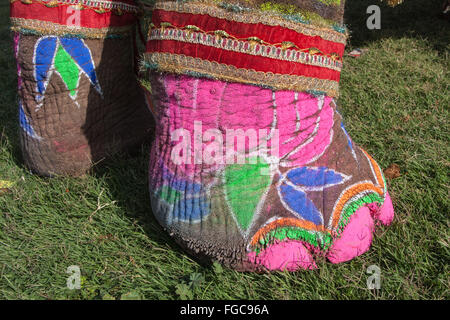 Detail der bemalten Elefanten während Elefanten Festival während Holi, hinduistische Feier in Jaipur, Rajasthan, Indien, Asien. Stockfoto