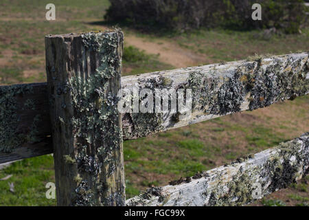 Ein Zaun bedeckt mit Moos und Flechten auf Pierce Point Ranch in Punkt Reyes National Seashore in Nord Kalifornien, US. Stockfoto