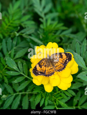 Eine silbrige Checkerspot Butterfly, Chlosyne nycteis, Tagetes, Sammetblume petula. Oklahoma, USA Stockfoto