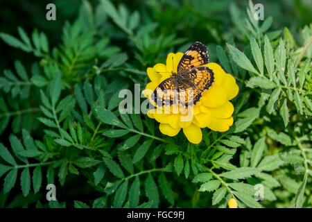 Eine silbrige Checkerspot Butterfly, Chlosyne nycteis, Tagetes, Sammetblume petula. Oklahoma, USA Stockfoto