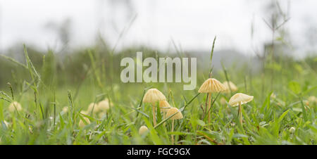 Australische nassen Saison Panorama Landschaft Ansicht der kleine Mycena Pilze in langen grünen Rasen an einem bewölkten Tag Stockfoto