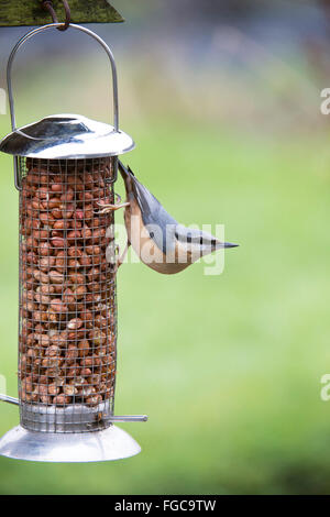 Sitta Europaea. Kleiber auf Erdnuss Vogelhäuschen Stockfoto