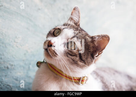 Thai Katze Pose mit grünem Hintergrund, Fotoarchiv Stockfoto
